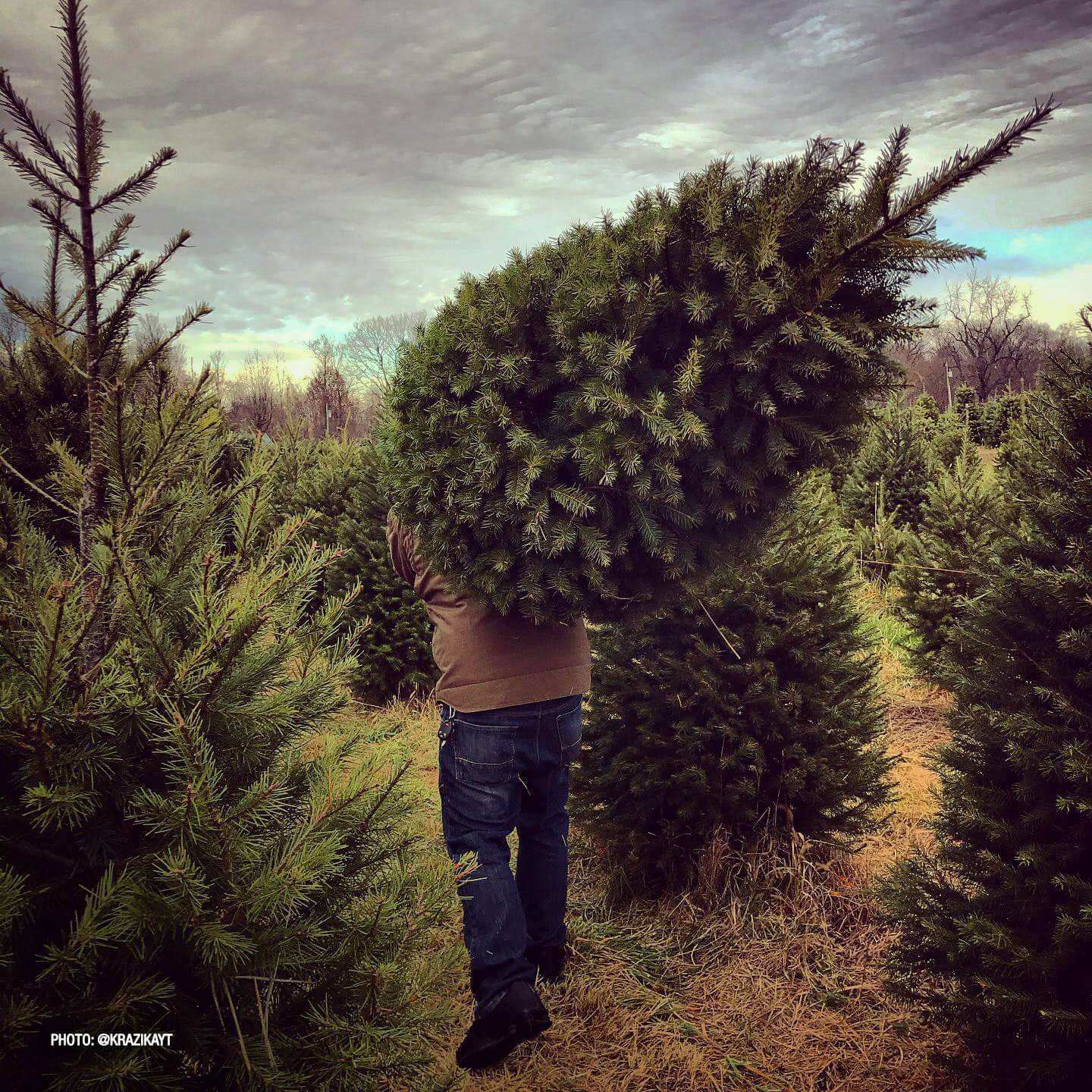 A Person Carrying a Christmas Tree