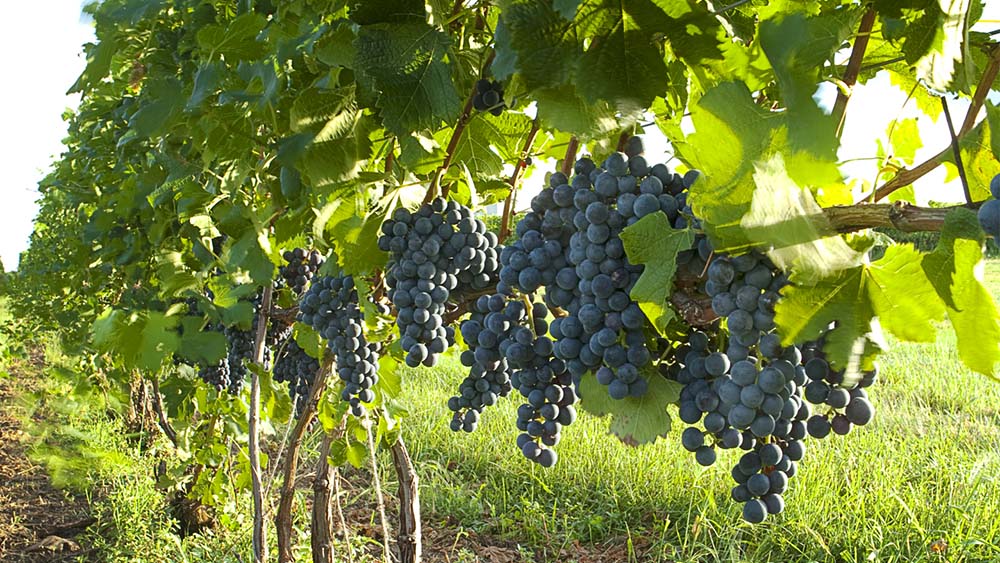 grapes in the vineyard
