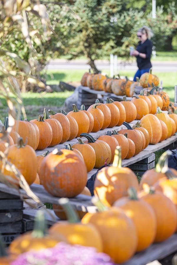 Pumpkin Stand