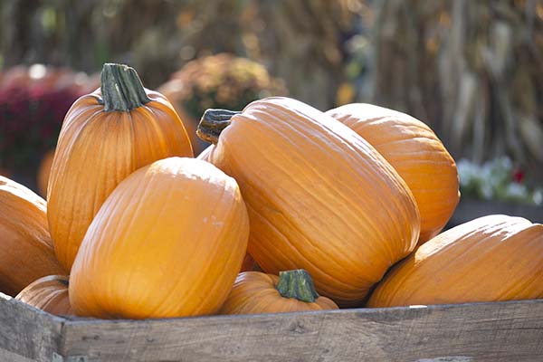 three cedars farm - gallery pumpkin patches in michigan fall family fun farm on can you buy pumpkins with food stamps in michigan