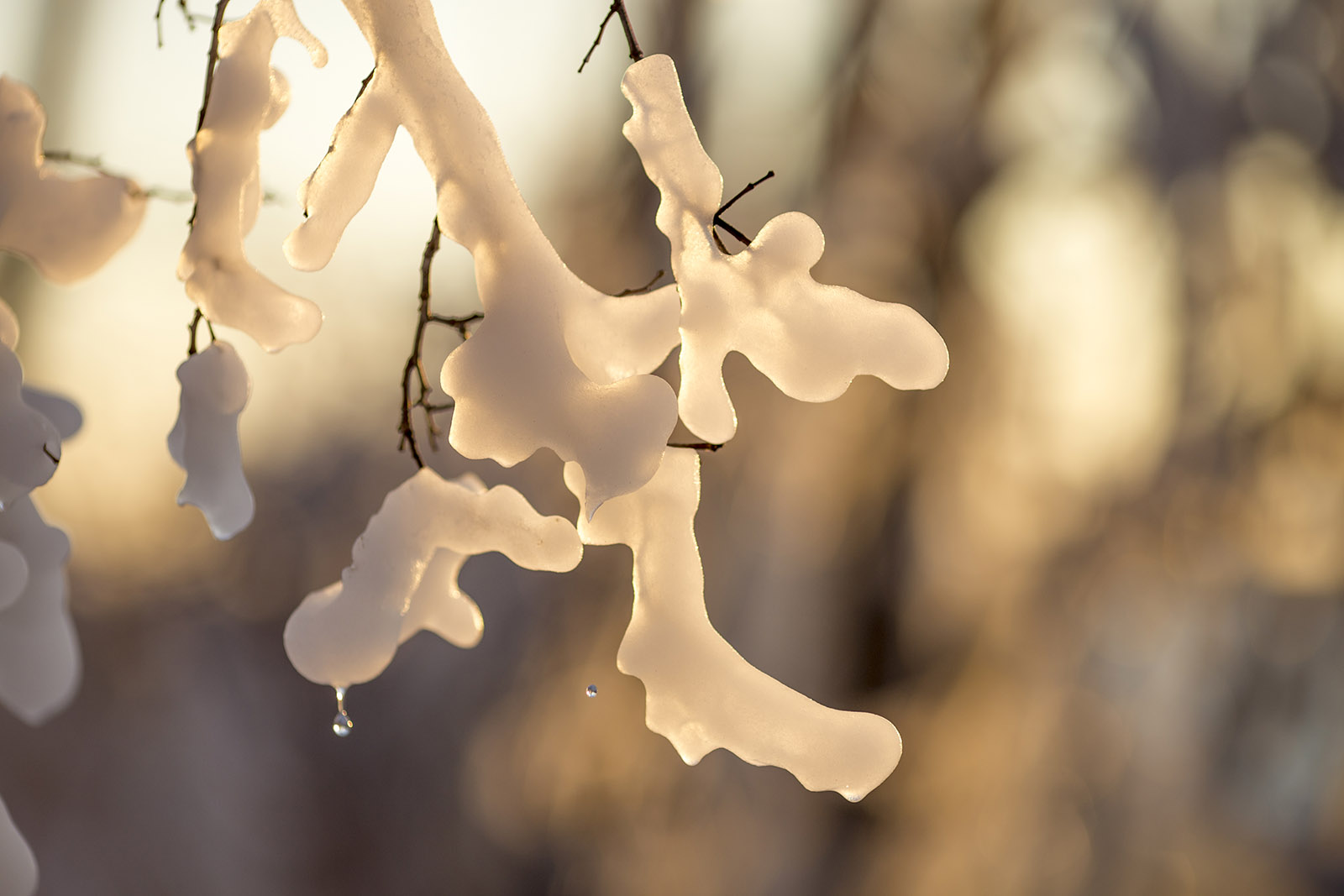 Frozen branches on a tree