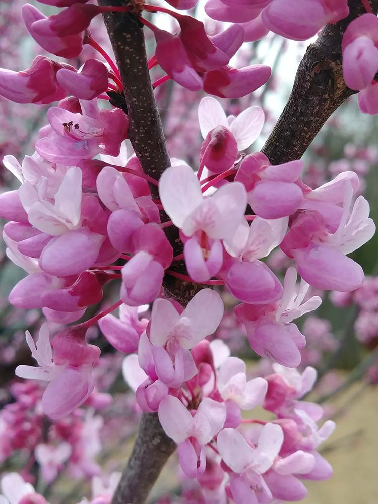 red bud flowers